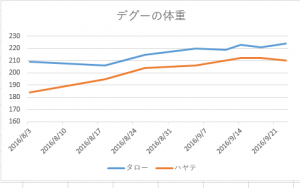 デグー体重2016/09/23