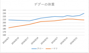 デグー体重2016/9/26