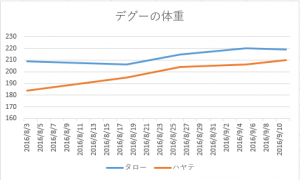 デグー体重201609011