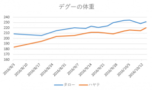 デグー体重2016/10/14