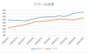 デグーの体重 2016/10/05