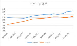 デグー体重測定10/02