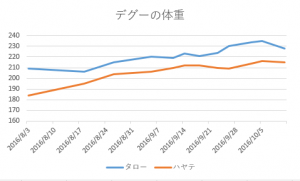 デグーの体重 10/11