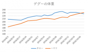 degu体重20161030