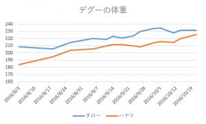 デグー体重20161021